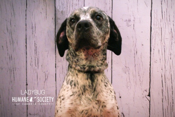 LadyBug, an adoptable German Shorthaired Pointer Mix in Johnstown, PA_image-2