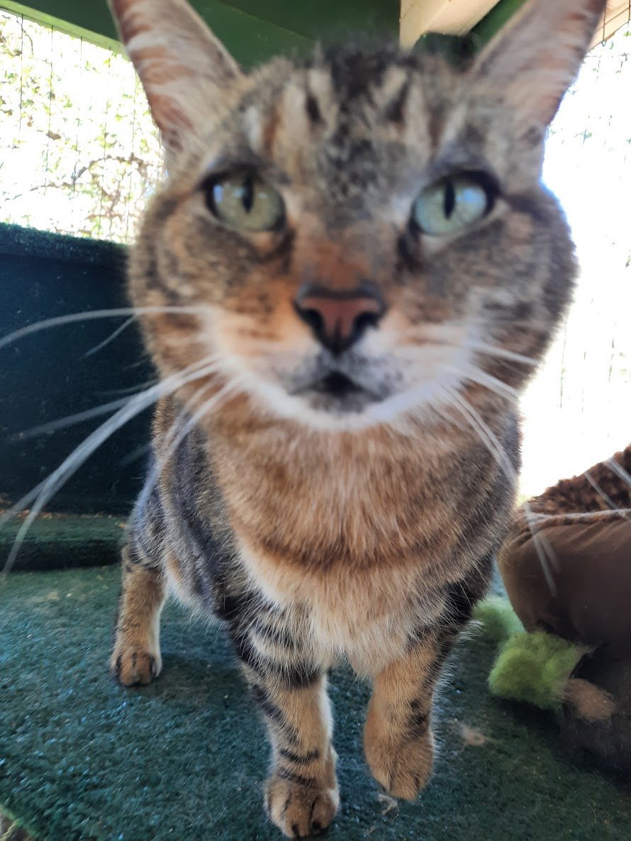 Gracie, an adoptable Domestic Short Hair in Redding, CA, 96099 | Photo Image 1