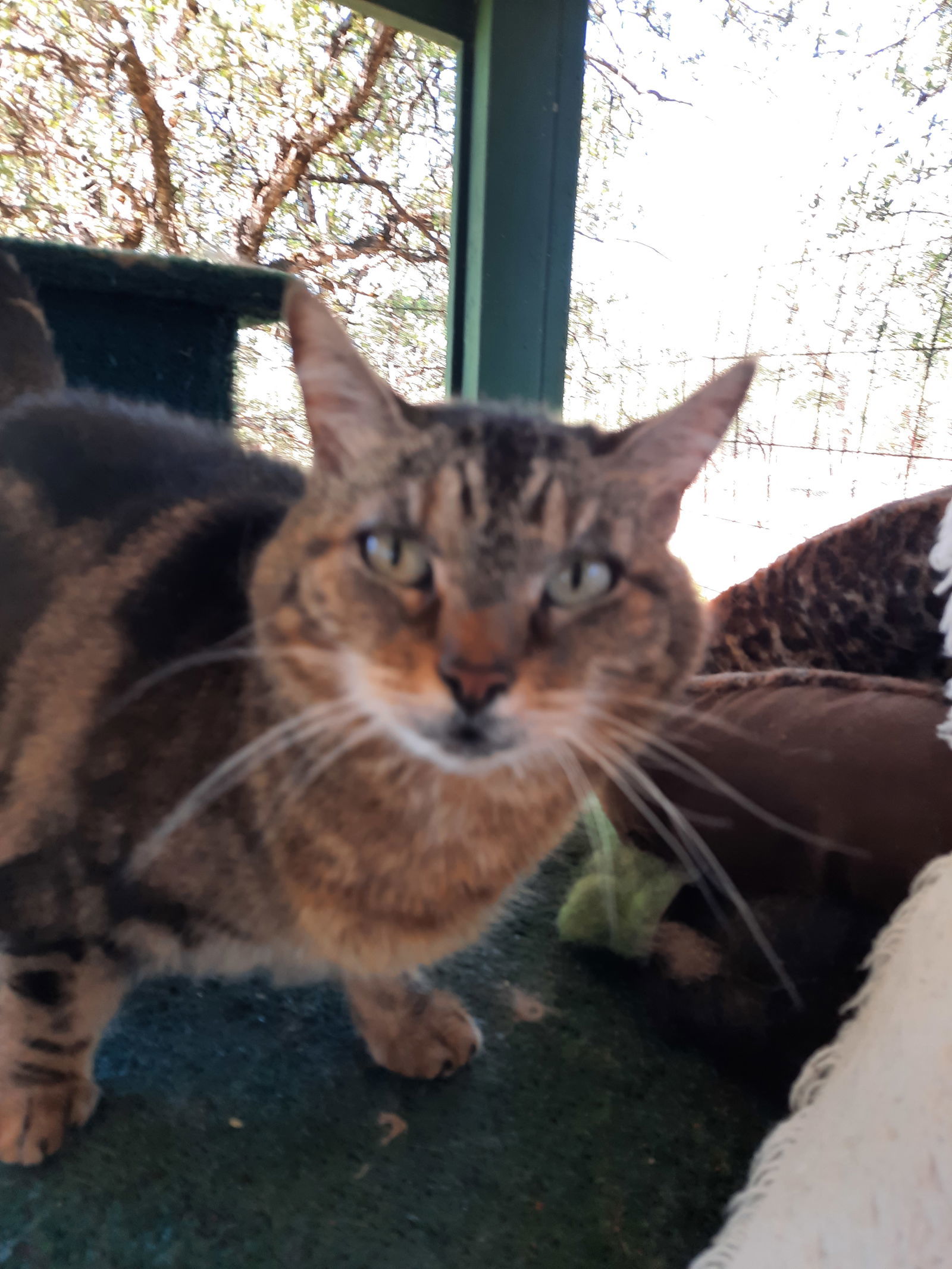 Gracie, an adoptable Domestic Short Hair in Redding, CA, 96099 | Photo Image 3