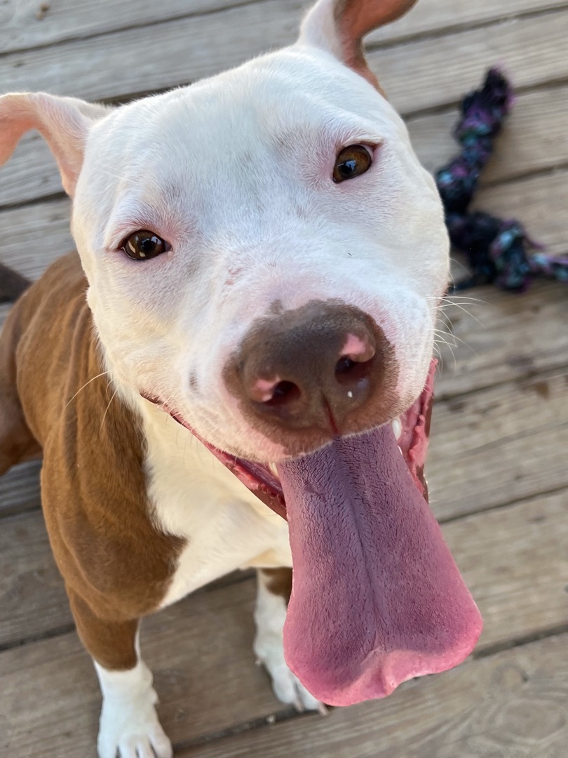 Big Daddy, an adoptable American Bulldog in Montgomery, AL, 36110 | Photo Image 1