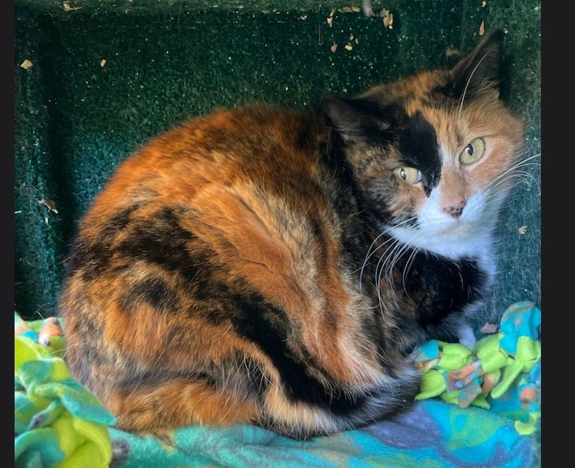 Cali, an adoptable Calico in Redding, CA, 96099 | Photo Image 1