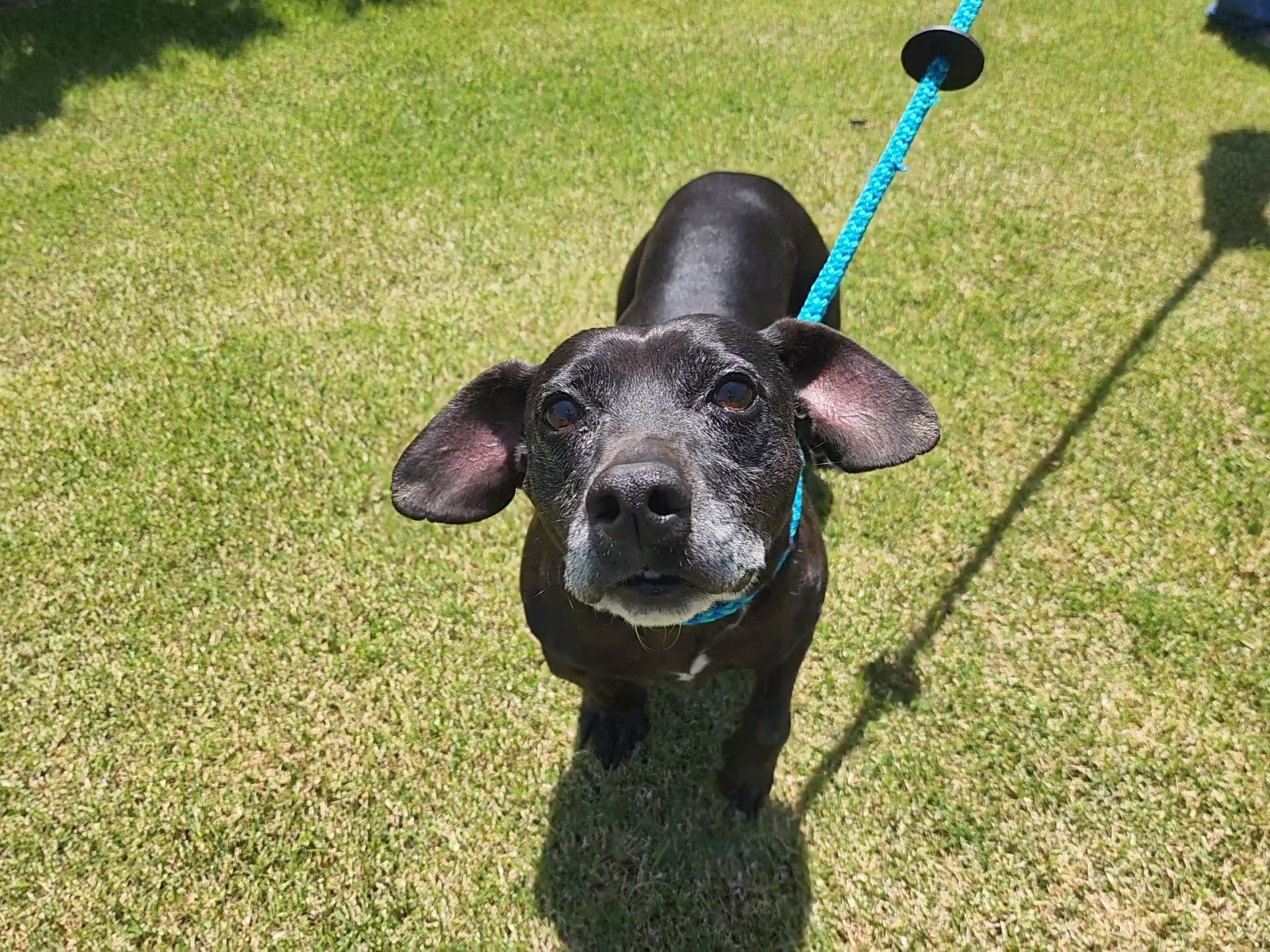 Merle, an adoptable Chihuahua, Dachshund in Devine, TX, 78016 | Photo Image 1