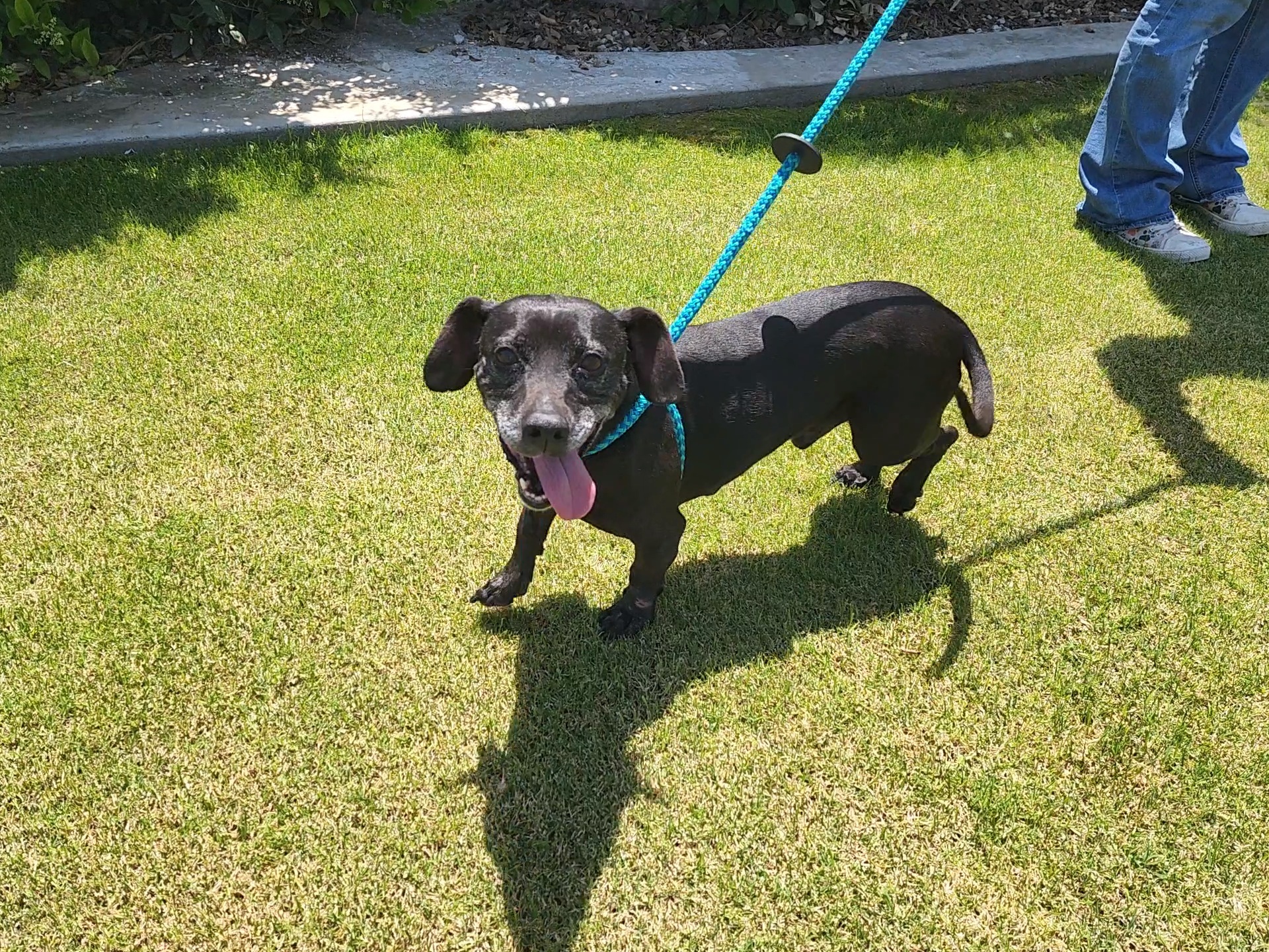 Merle, an adoptable Chihuahua, Dachshund in Devine, TX, 78016 | Photo Image 2