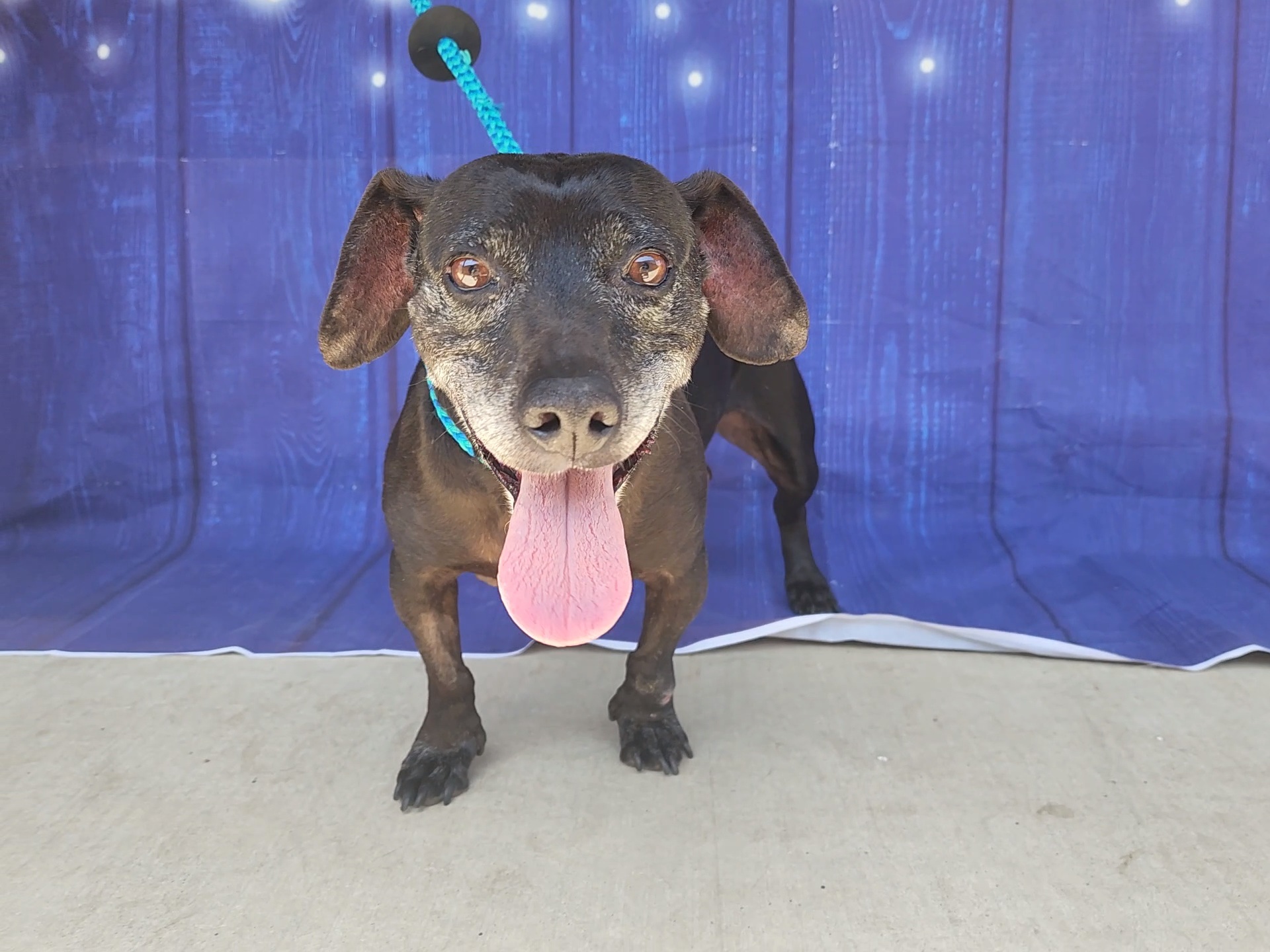 Merle, an adoptable Chihuahua, Dachshund in Devine, TX, 78016 | Photo Image 3