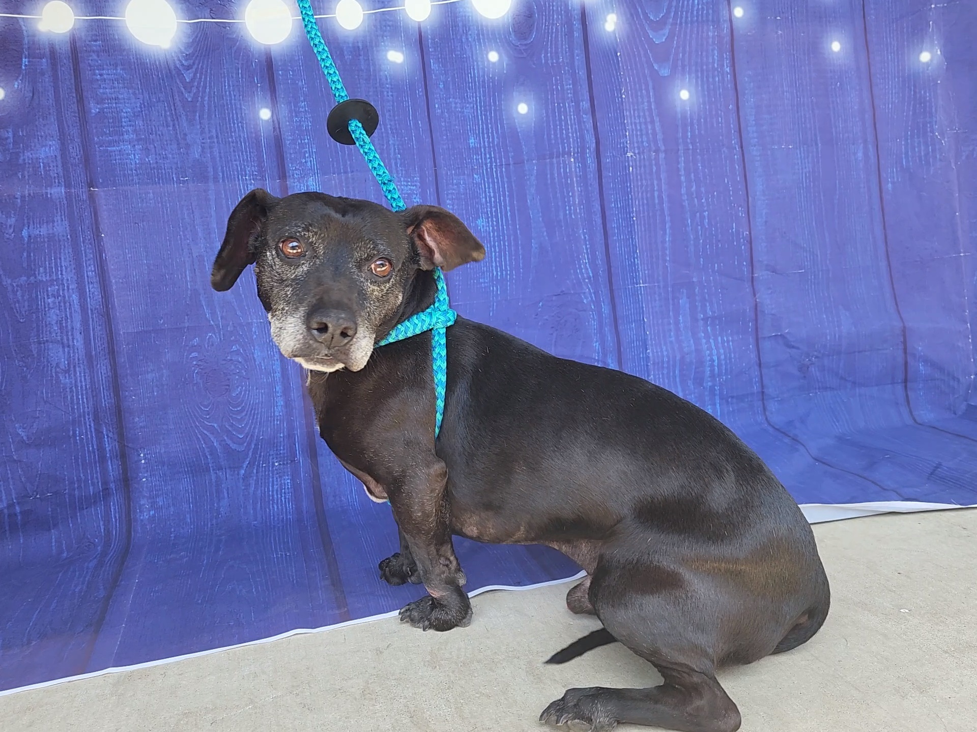 Merle, an adoptable Chihuahua, Dachshund in Devine, TX, 78016 | Photo Image 4