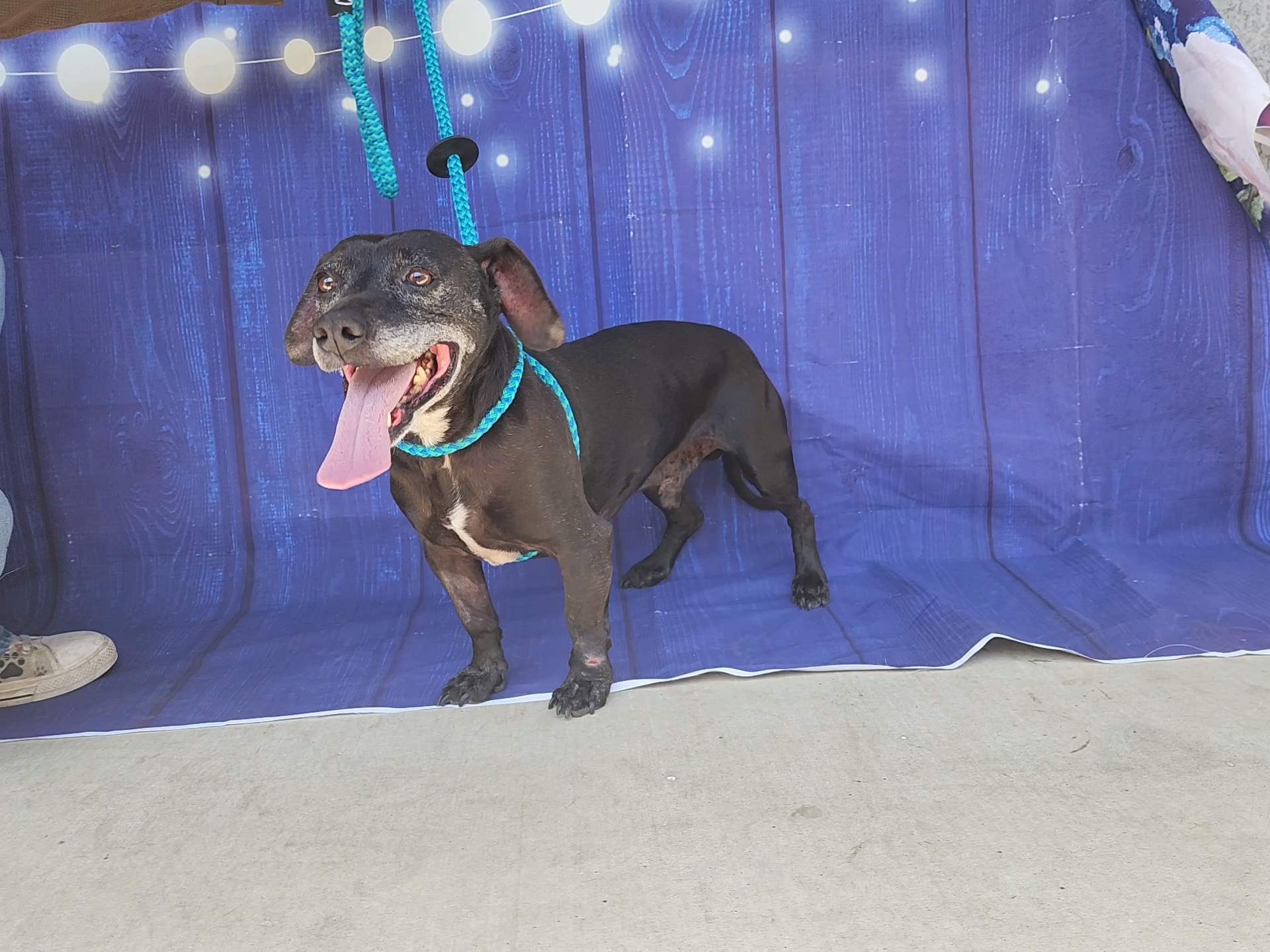 Merle, an adoptable Chihuahua, Dachshund in Devine, TX, 78016 | Photo Image 5