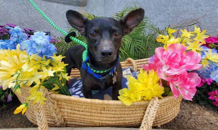 Bruce Wayne, an adoptable Chihuahua in Devine, TX, 78016 | Photo Image 1