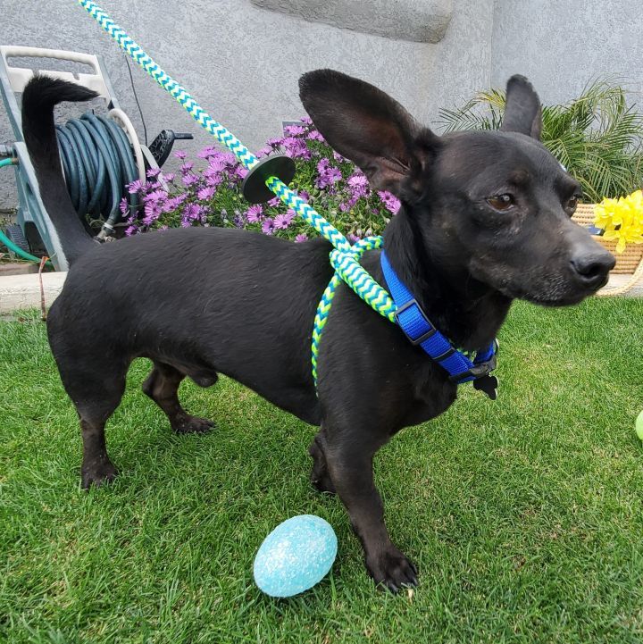 Bruce Wayne, an adoptable Chihuahua in Devine, TX, 78016 | Photo Image 3