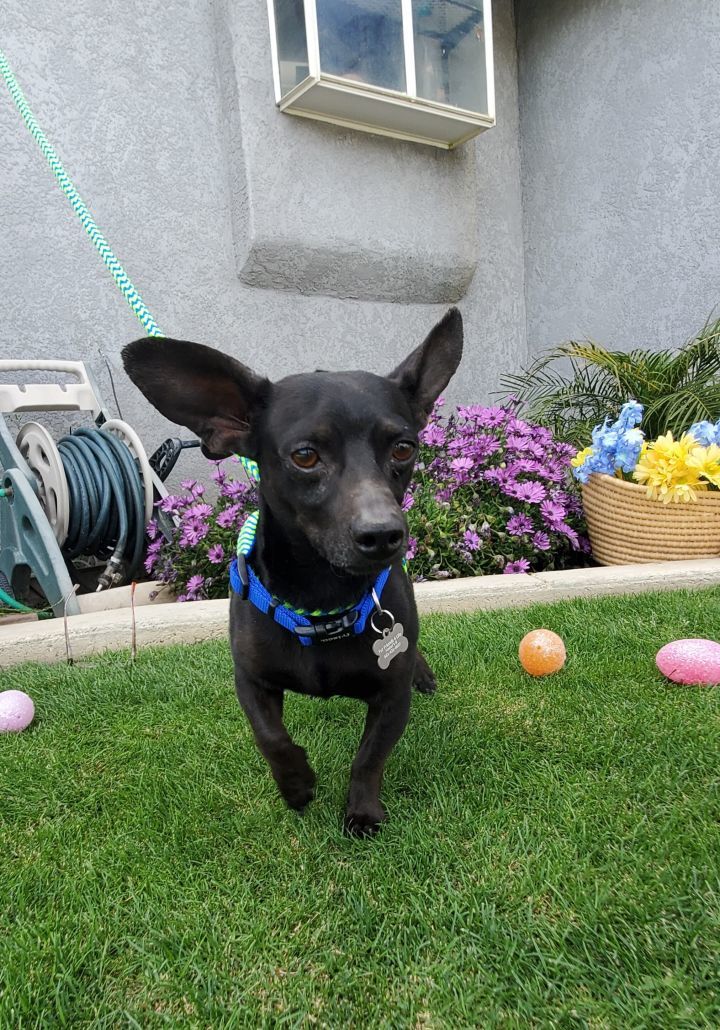 Bruce Wayne, an adoptable Chihuahua in Devine, TX, 78016 | Photo Image 4