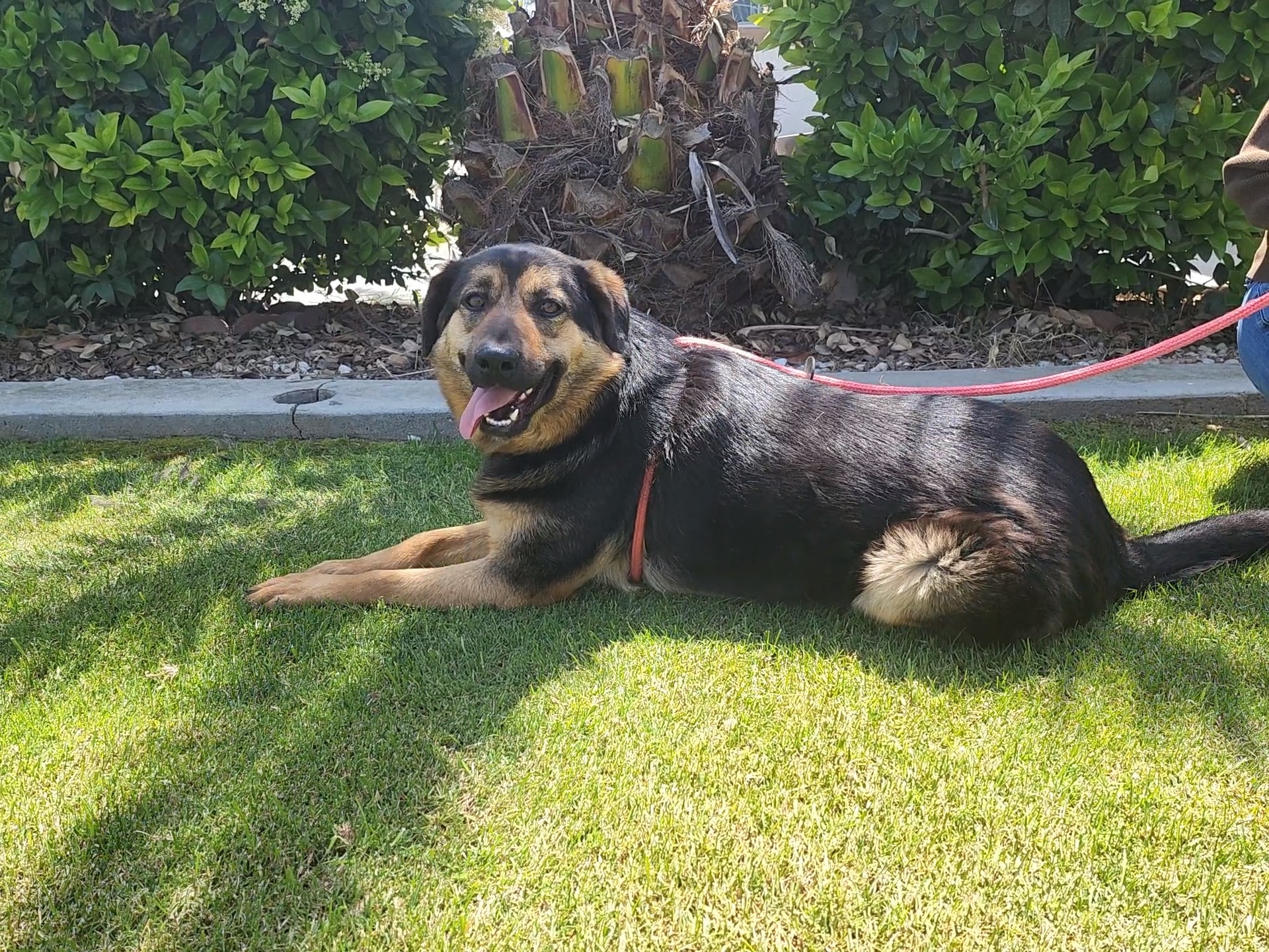 Inka, an adoptable German Shepherd Dog in Devine, TX, 78016 | Photo Image 1