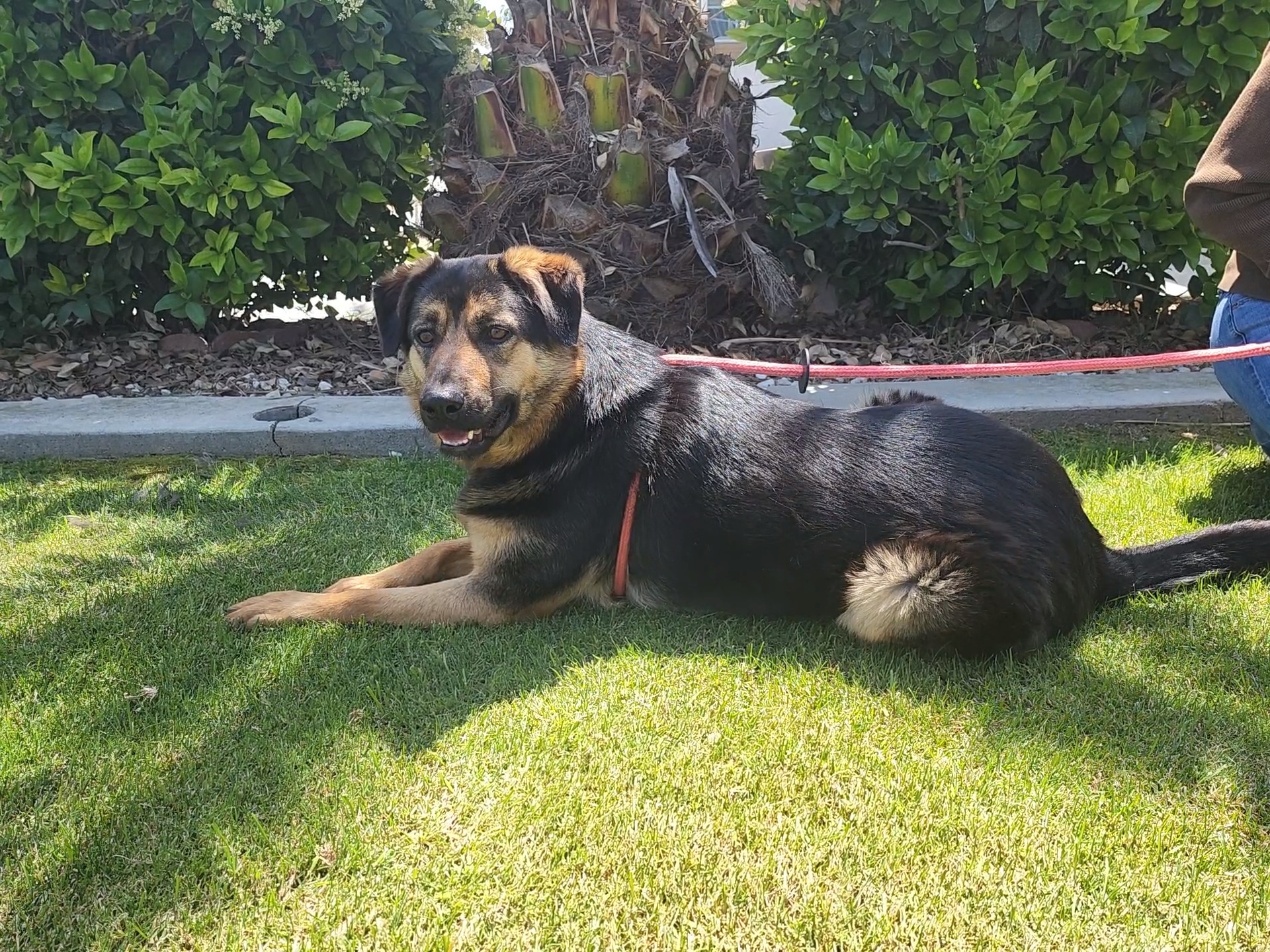 Inka, an adoptable German Shepherd Dog in Devine, TX, 78016 | Photo Image 2