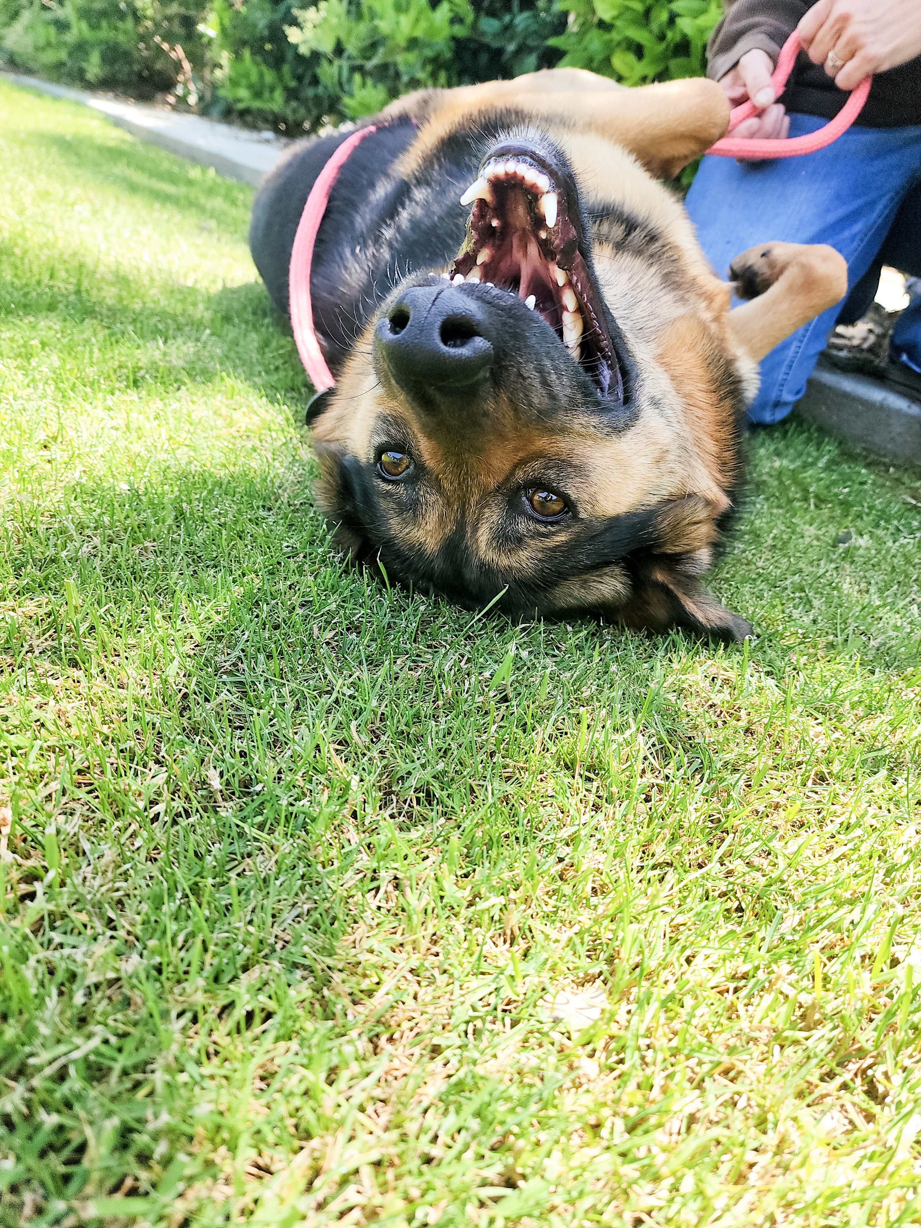 Inka, an adoptable German Shepherd Dog in Devine, TX, 78016 | Photo Image 3