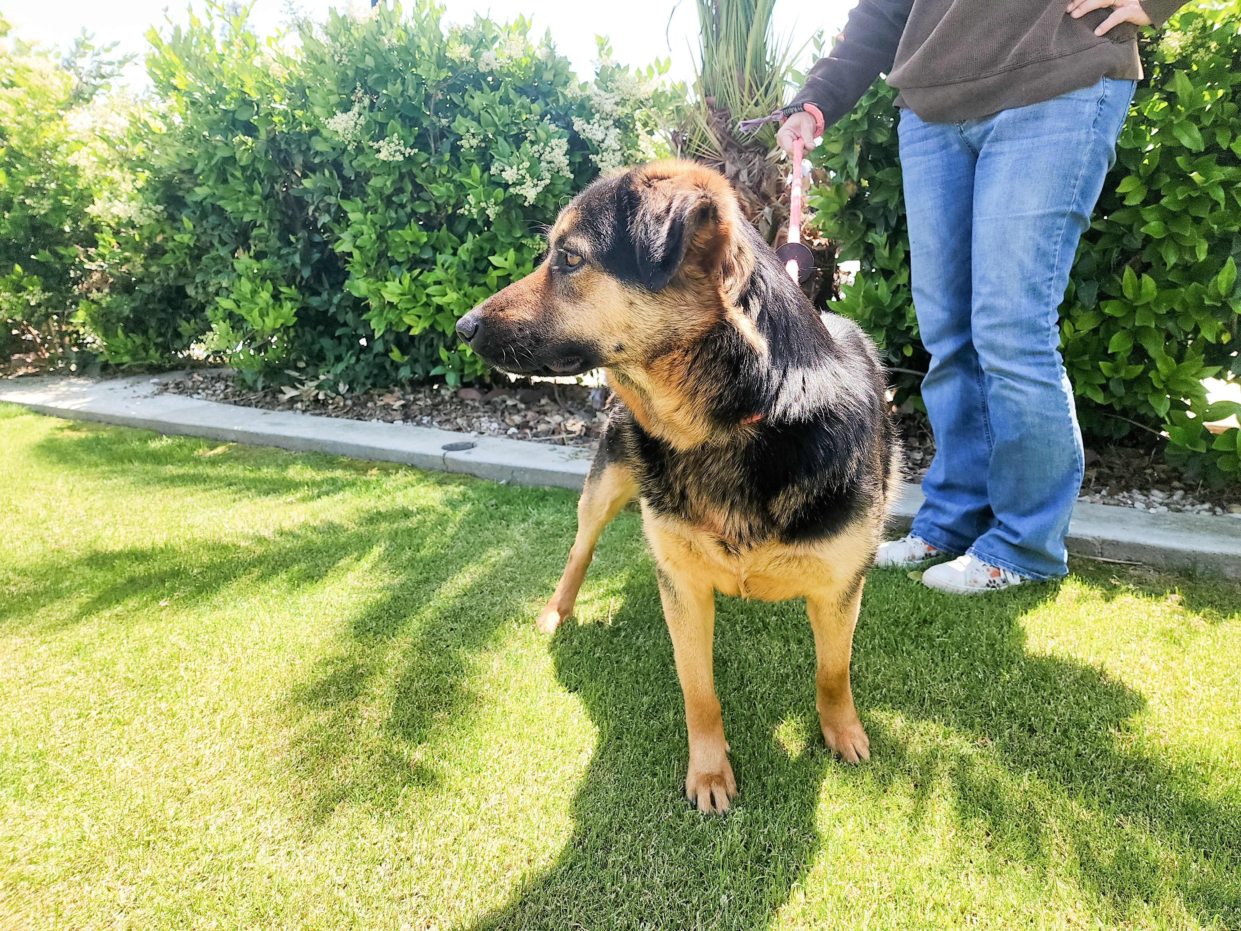 Inka, an adoptable German Shepherd Dog in Devine, TX, 78016 | Photo Image 4