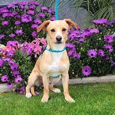 Lenny, an adoptable Chihuahua in Devine, TX, 78016 | Photo Image 1