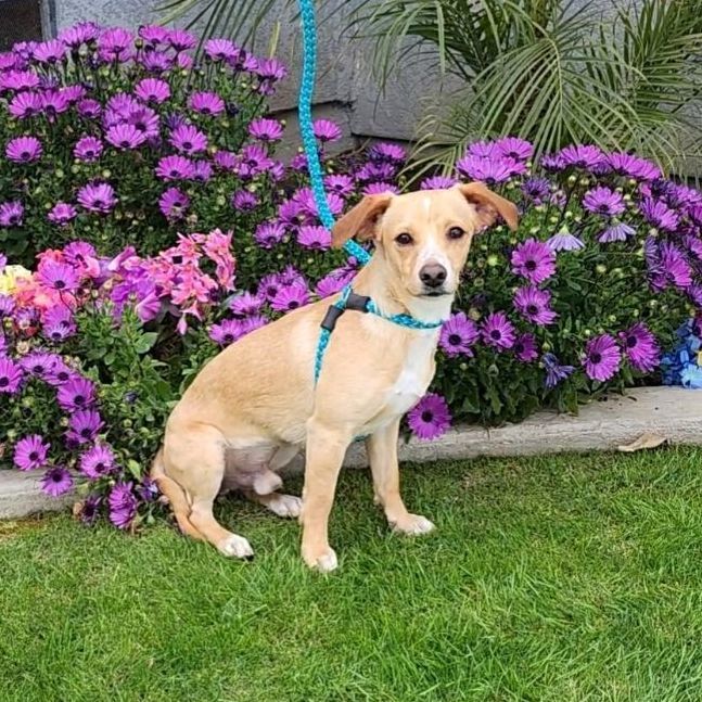 Lenny, an adoptable Chihuahua in Devine, TX, 78016 | Photo Image 3