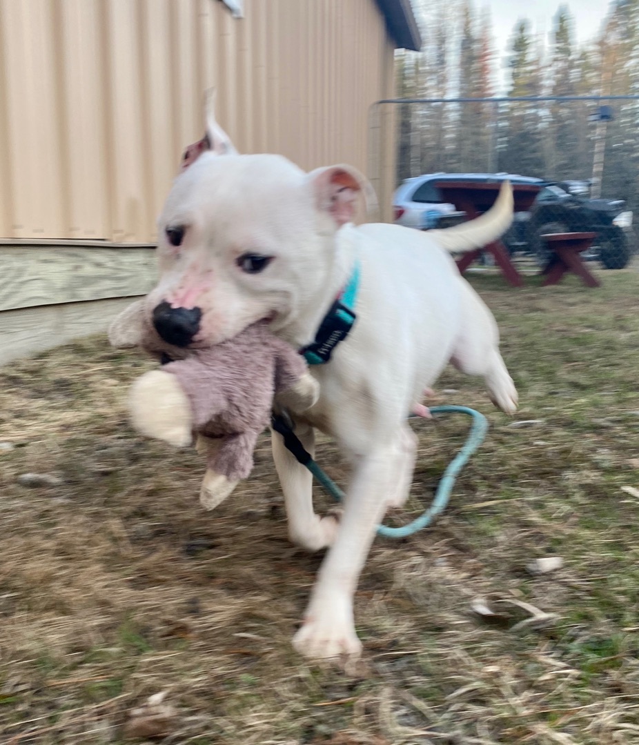 Pebbles ( PUPPY Hold)