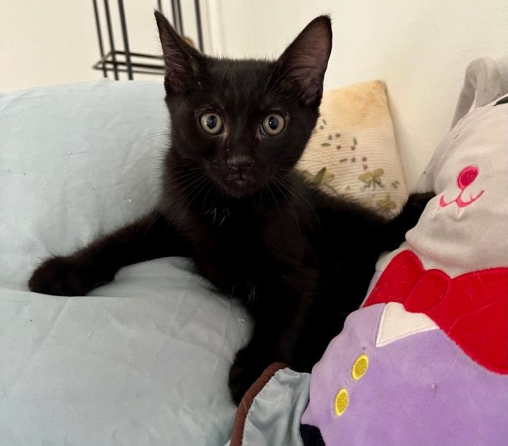 Salem the investigator , an adoptable Bombay Mix in Mission Viejo, CA_image-1