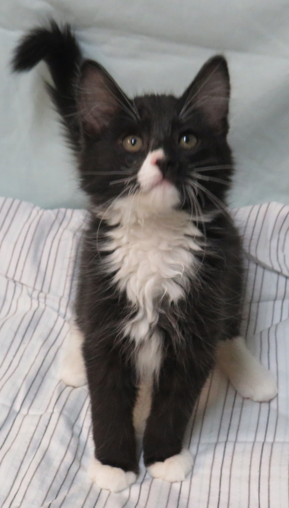 Peeps, an adoptable Domestic Long Hair Mix in Jamestown, CA_image-1