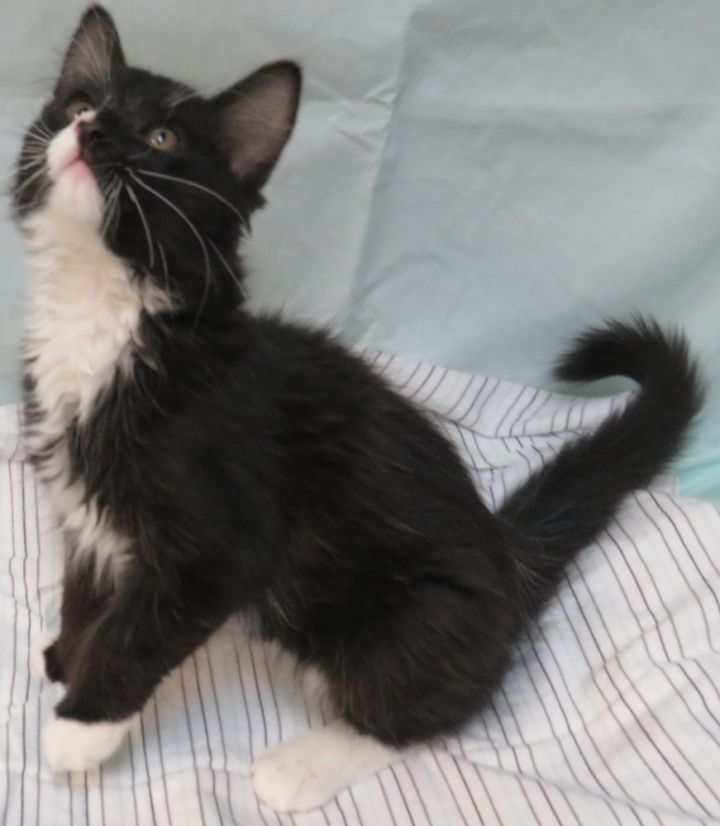 Peeps, an adoptable Domestic Long Hair Mix in Jamestown, CA_image-3