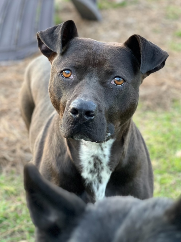 Liquorice, an adoptable Labrador Retriever in Darlington, SC, 29532 | Photo Image 1