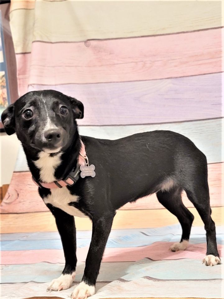 SugarKane, an adoptable Chihuahua in Devine, TX, 78016 | Photo Image 1