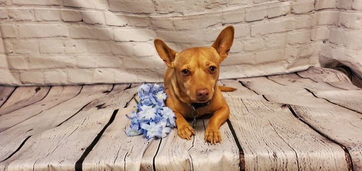 Paco, an adoptable Chihuahua in Devine, TX, 78016 | Photo Image 1