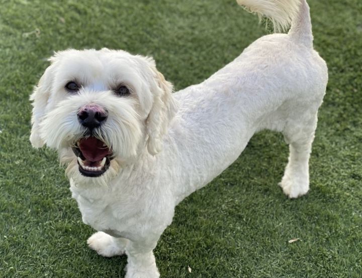 Carrick , an adopted Poodle & Goldendoodle Mix in Los Alamitos, CA_image-5