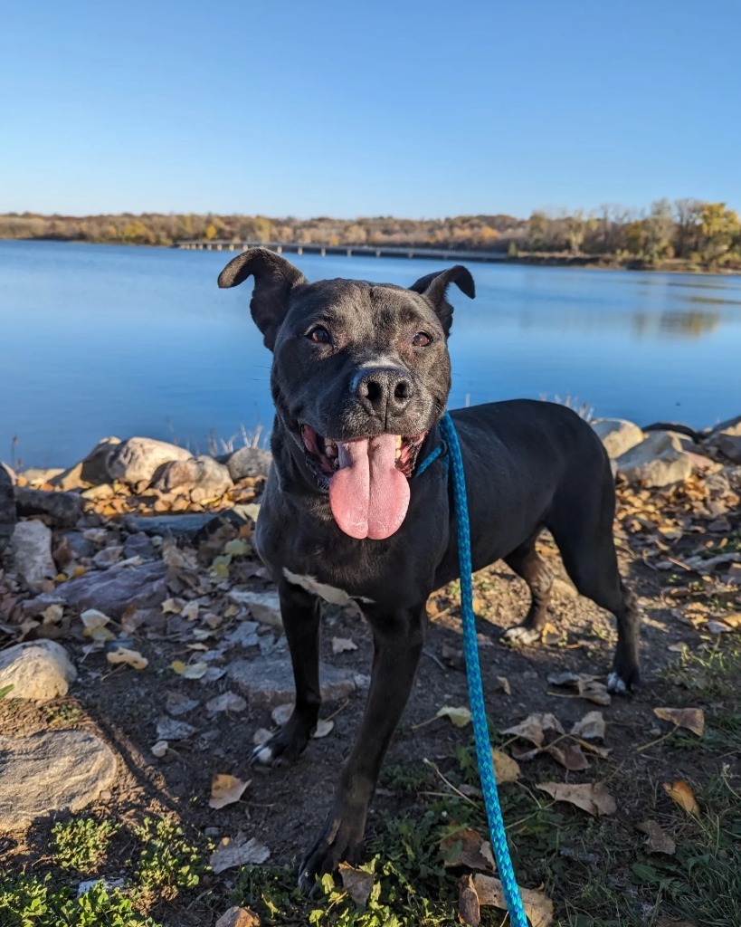 Marsay, an adoptable Pit Bull Terrier, Mixed Breed in Johnston, IA, 50131 | Photo Image 1