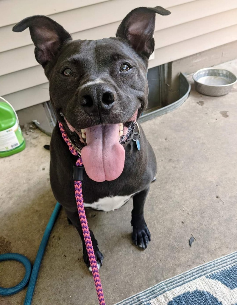 Marsay, an adoptable Pit Bull Terrier, Mixed Breed in Johnston, IA, 50131 | Photo Image 2