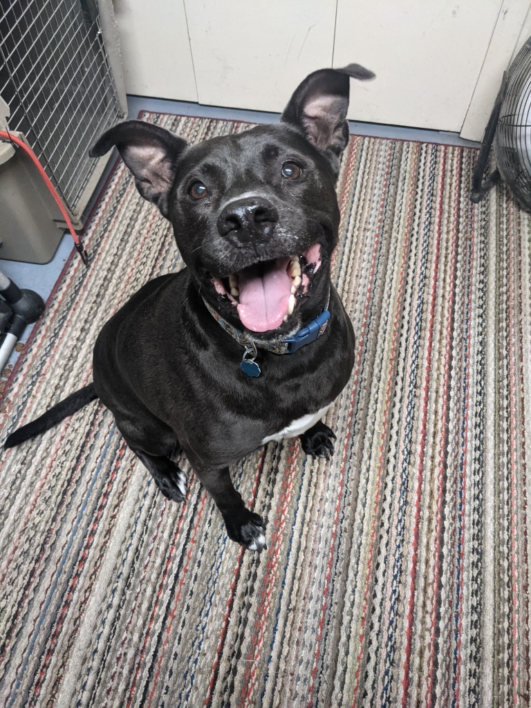 Marsay, an adoptable Pit Bull Terrier, Mixed Breed in Johnston, IA, 50131 | Photo Image 3