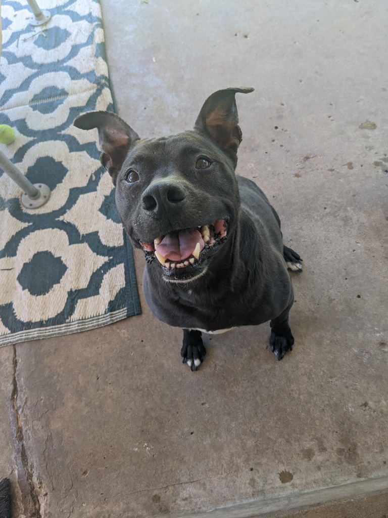 Marsay, an adoptable Pit Bull Terrier, Mixed Breed in Johnston, IA, 50131 | Photo Image 4