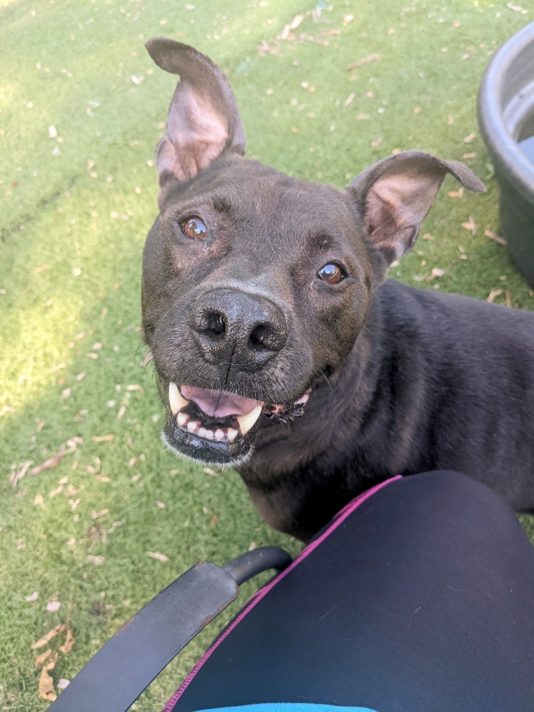 Marsay, an adoptable Pit Bull Terrier, Mixed Breed in Johnston, IA, 50131 | Photo Image 5