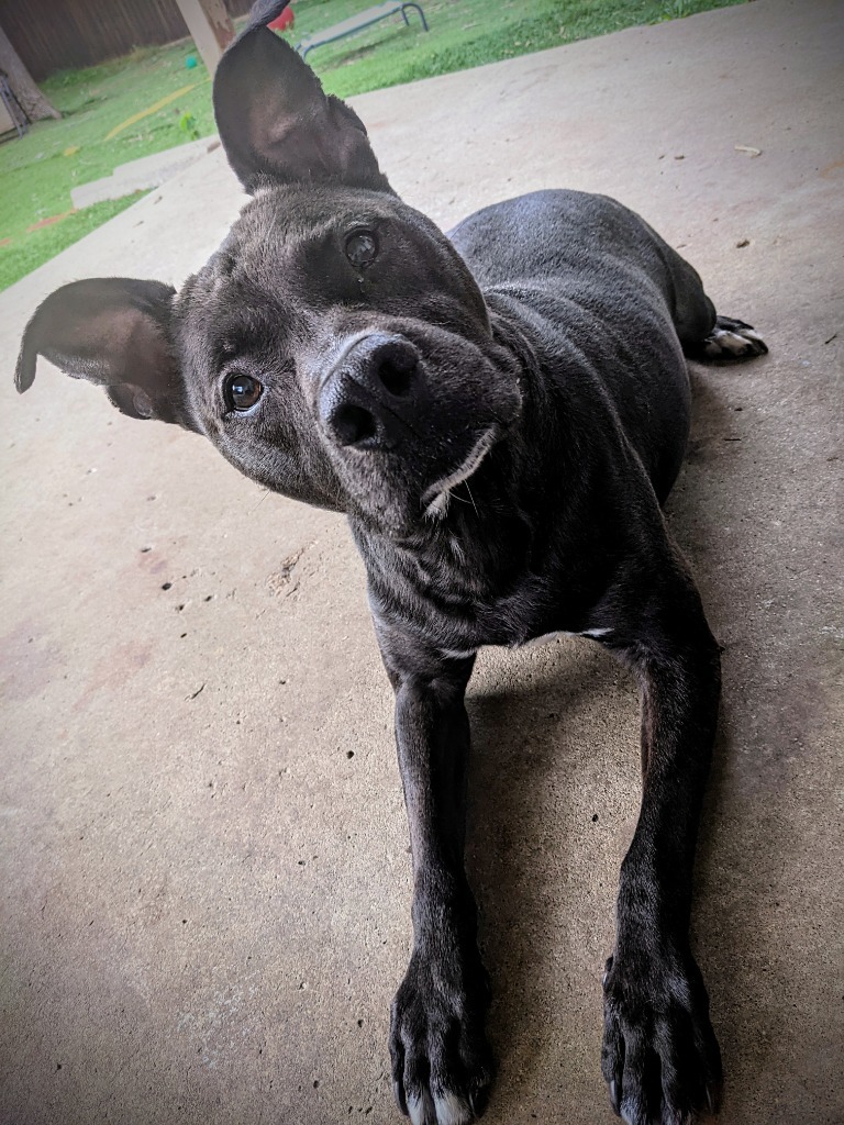 Marsay, an adoptable Pit Bull Terrier, Mixed Breed in Johnston, IA, 50131 | Photo Image 6