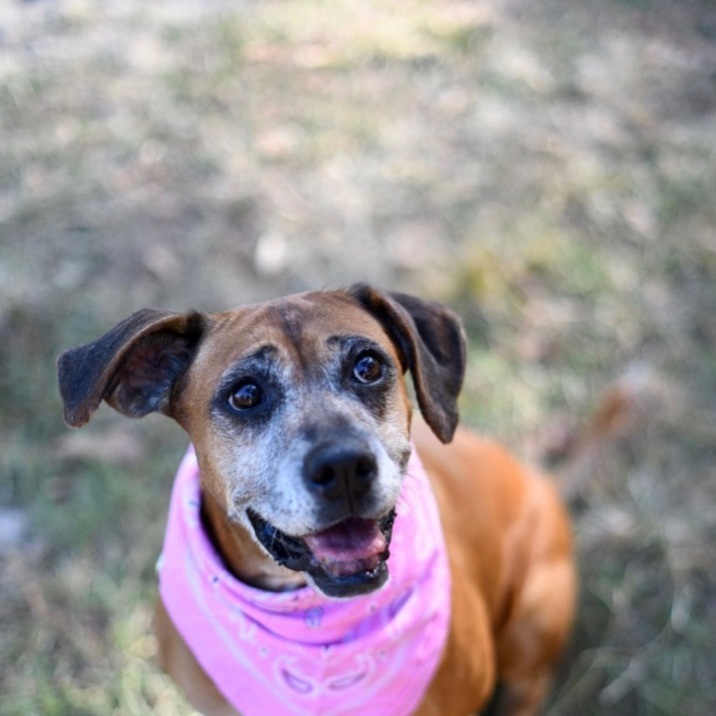 Tuka FL, an adoptable Hound in BONIFAY, FL, 32425 | Photo Image 1