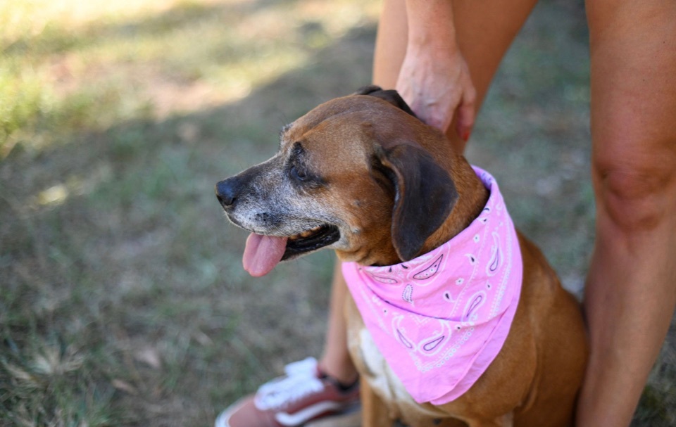 Tuka FL, an adoptable Hound in BONIFAY, FL, 32425 | Photo Image 5