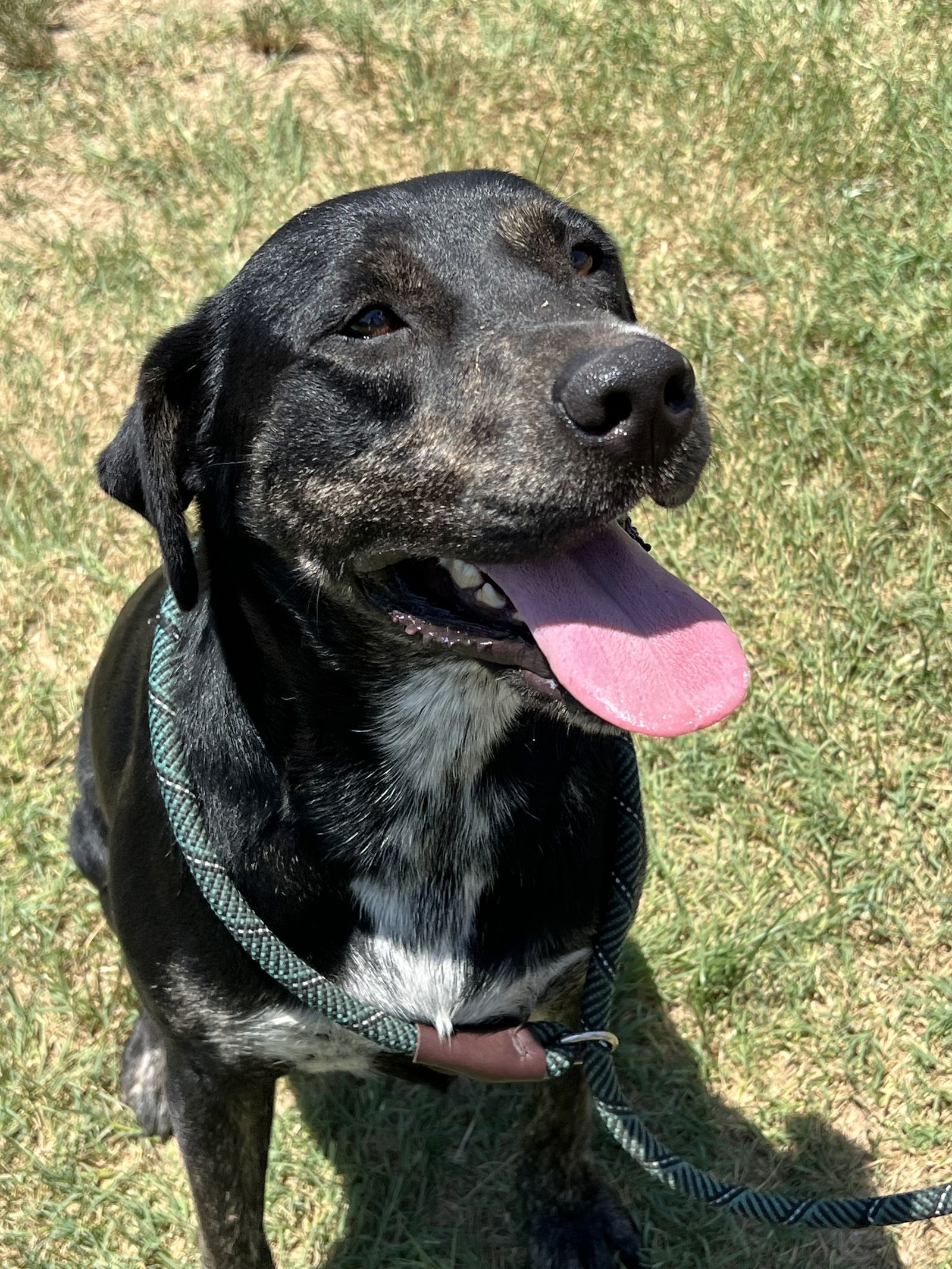 Louise, an adoptable Catahoula Leopard Dog in Gun Barrel City, TX, 75147 | Photo Image 1