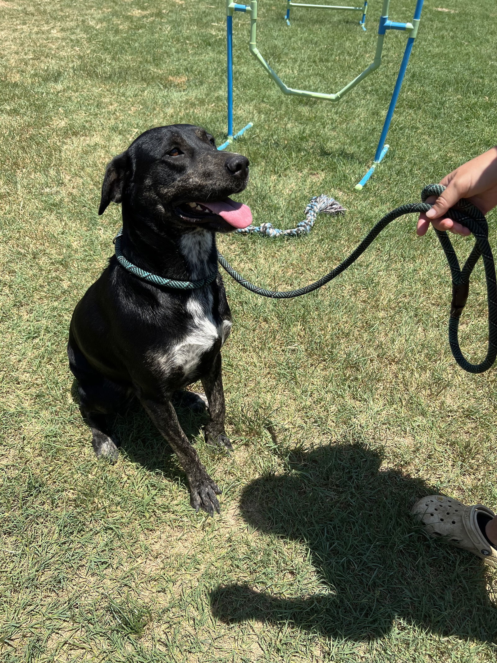 Louise, an adoptable Catahoula Leopard Dog in Gun Barrel City, TX, 75147 | Photo Image 2