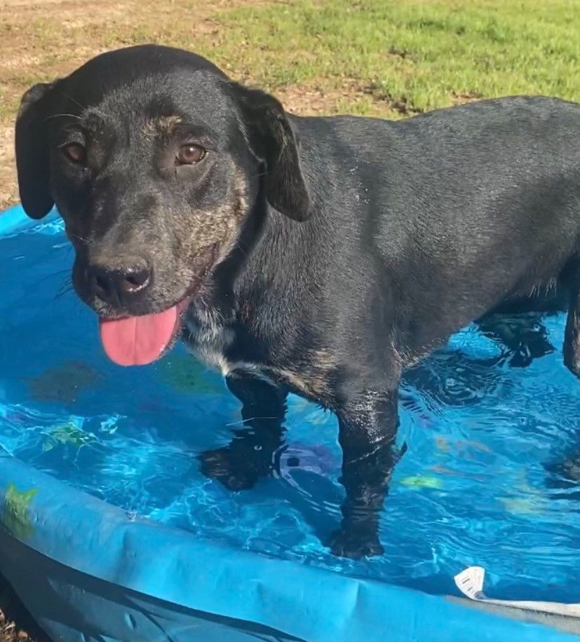 Louise, an adoptable Catahoula Leopard Dog in Gun Barrel City, TX, 75147 | Photo Image 3