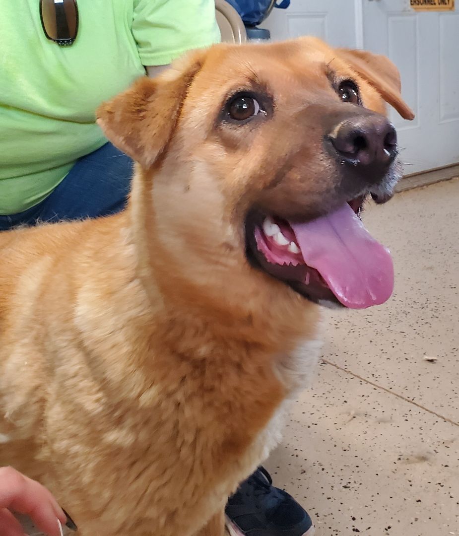 Dog for adoption Clara Bear, a Chow Chow & Yellow Labrador Retriever