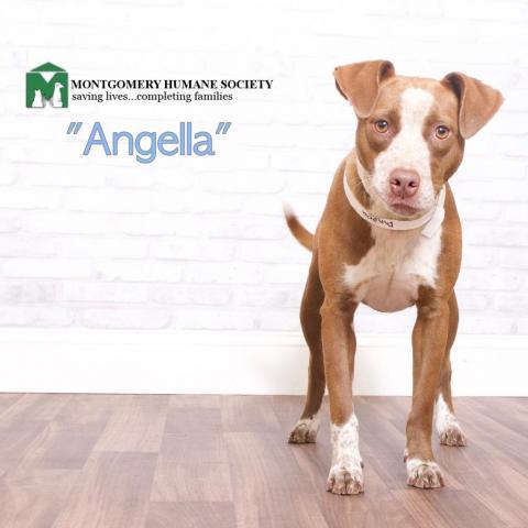 Angella, an adoptable Terrier in Montgomery, AL_image-1