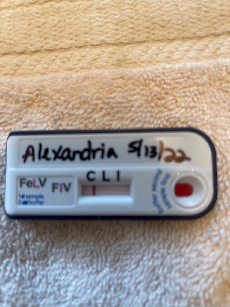 Alexandria aka AOC, an adoptable Domestic Short Hair in Brainardsville, NY, 12915 | Photo Image 5