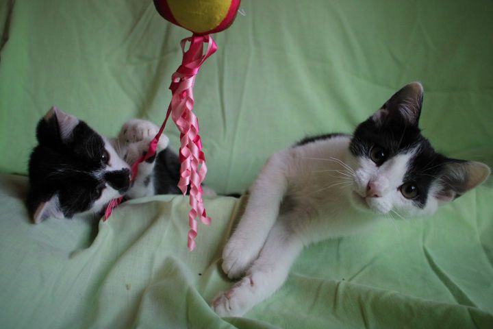 Ace and Stanley, an adoptable Domestic Short Hair in Springfield, MO_image-4