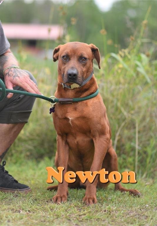 Newton, an adoptable Redbone Coonhound in Rockville, MD_image-1