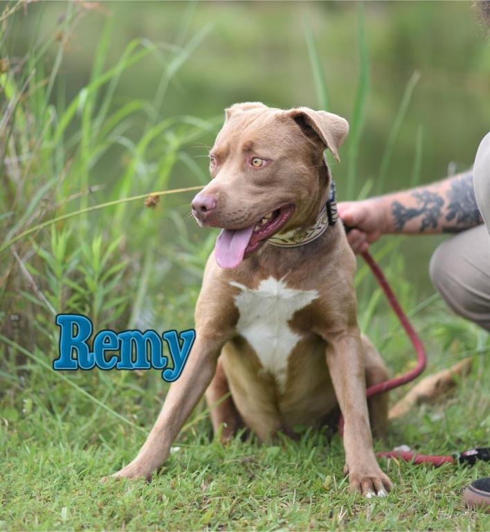 Remy, an adoptable American Staffordshire Terrier Mix in Rockville, MD_image-1