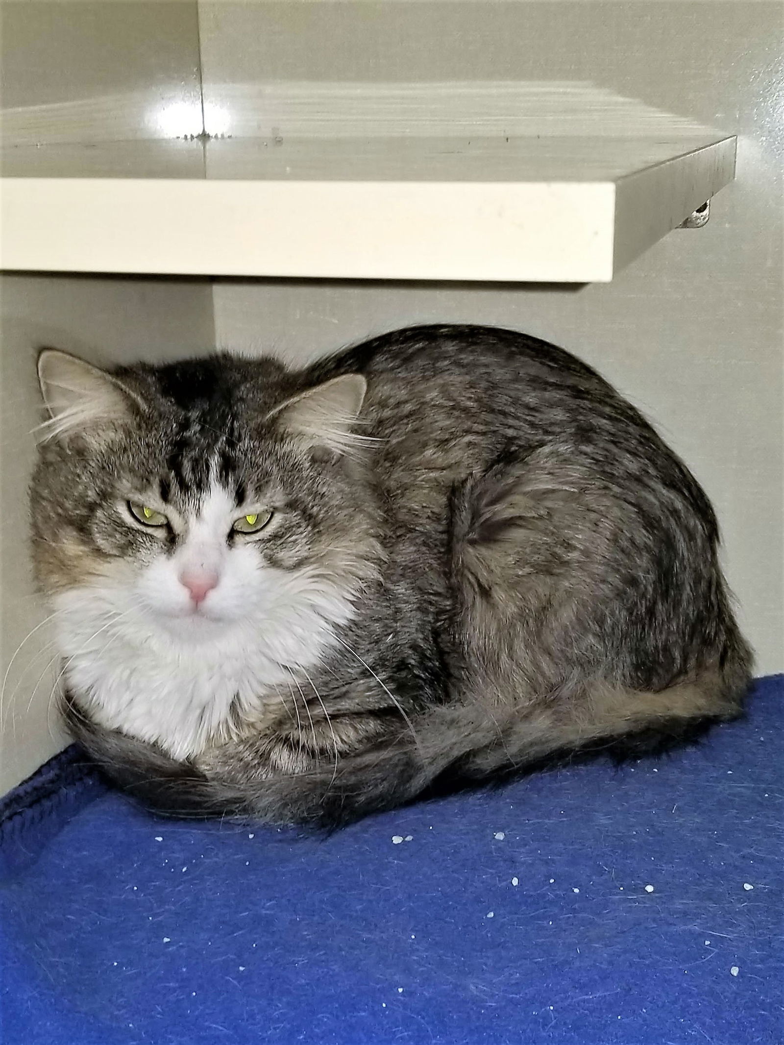 Rhett, an adoptable Domestic Medium Hair, Tabby in Montello, WI, 53949 | Photo Image 3