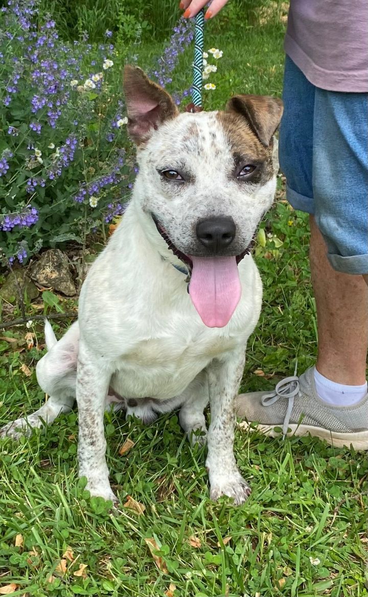 Dog For Adoption Jonah An Australian Cattle Dog Blue Heeler Mix In Sparta Tn Petfinder