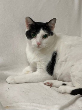 Mickey Gilly, an adoptable Domestic Short Hair in Jackson, MS, 39213 | Photo Image 1