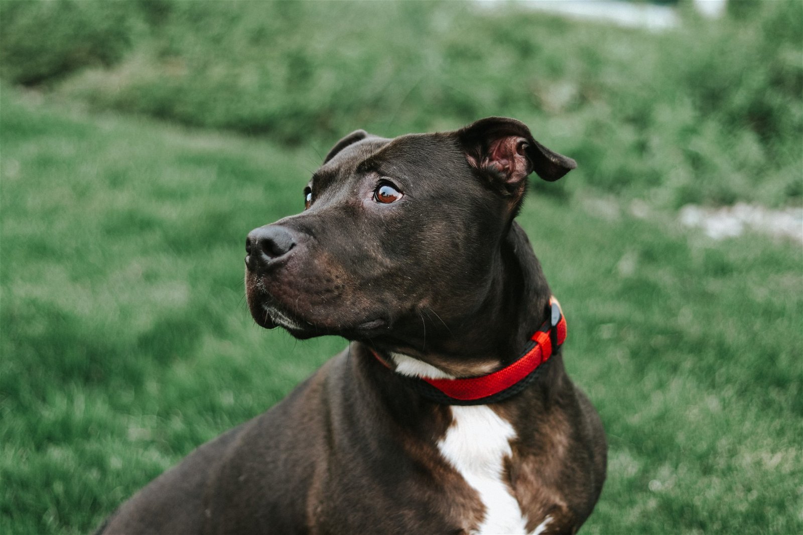George Theo Lincoln, an adoptable Pit Bull Terrier in Holland, MI, 49424 | Photo Image 1