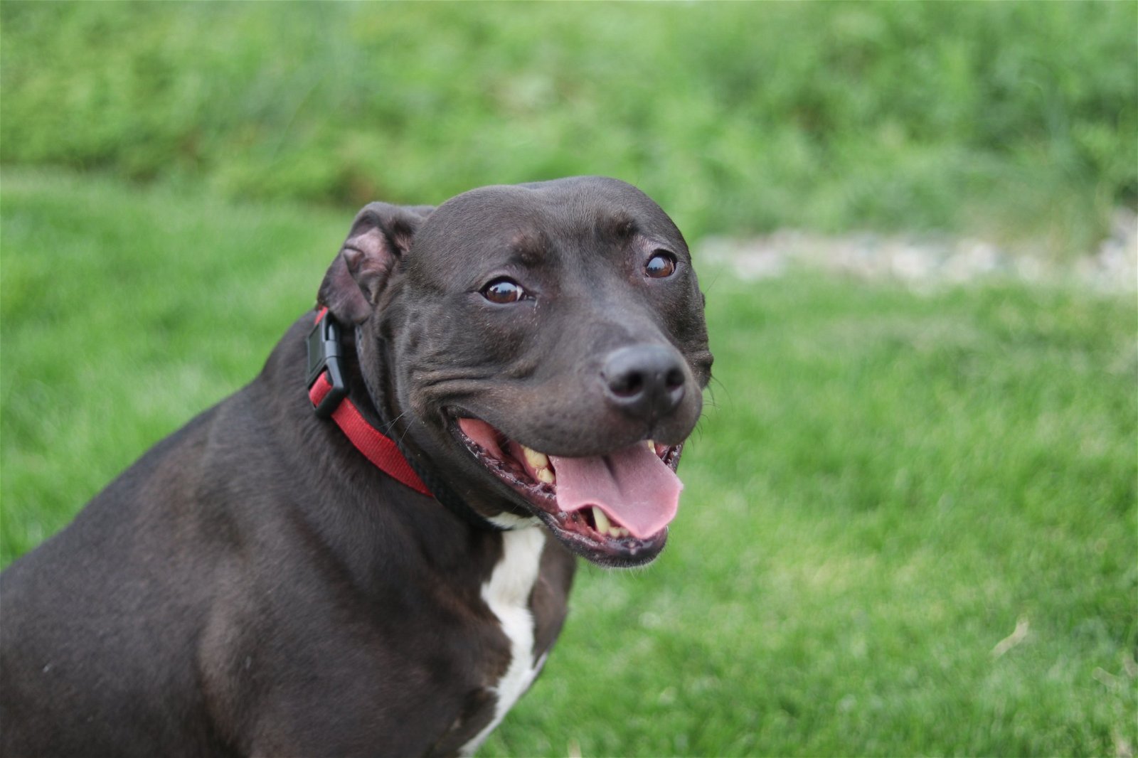 George Theo Lincoln, an adoptable Pit Bull Terrier in Holland, MI, 49424 | Photo Image 2