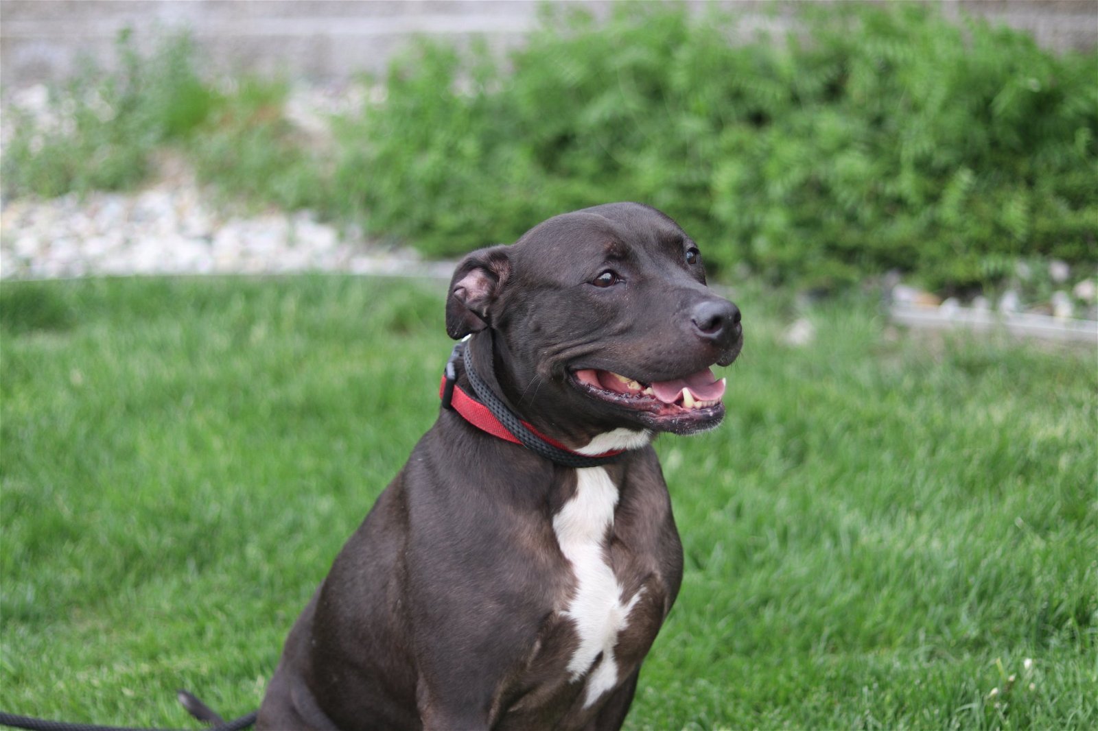 George Theo Lincoln, an adoptable Pit Bull Terrier in Holland, MI, 49424 | Photo Image 3